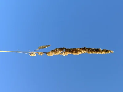 golden grass seed head against blue sky