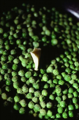 tiny green aquatic plants floating in water