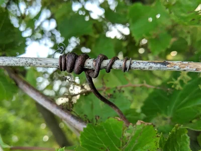 twisted vine wrapping around horizontal branch