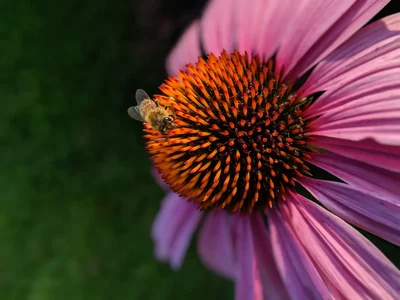 bee visiting purple coneflower with orange center