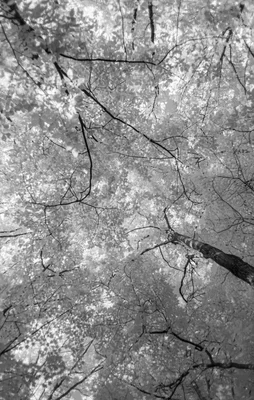 looking up through bare tree branches