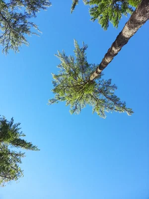 looking up at pine trees against blue sky