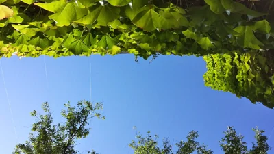 green canopy against clear blue sky
