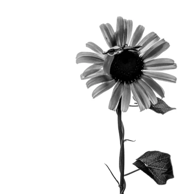 single sunflower stem against white background
