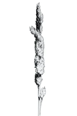 dried grass seed head against white background