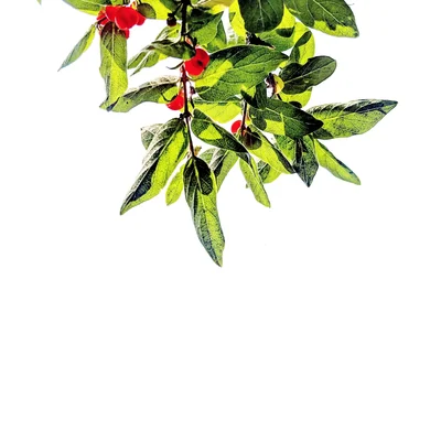 green leaves with small red berries hanging