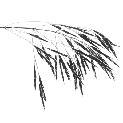 delicate bamboo leaves bending in breeze
