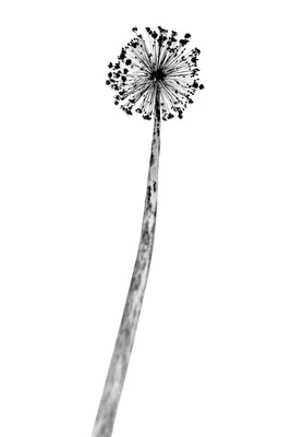 dried allium flower head on stem