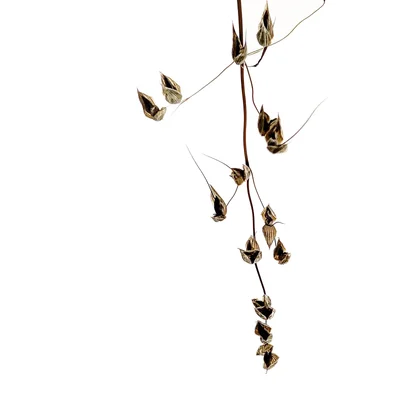 dried grass seed heads on thin stems