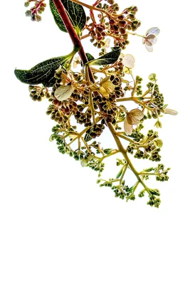 flowering branch with clusters and leaves