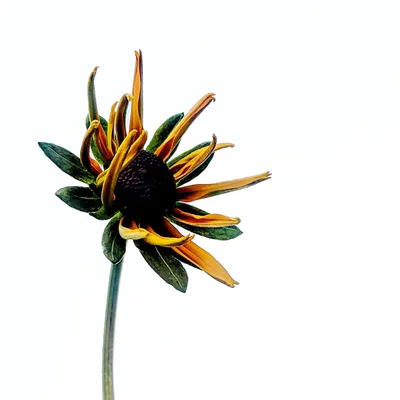 single rudbeckia flower on green stem