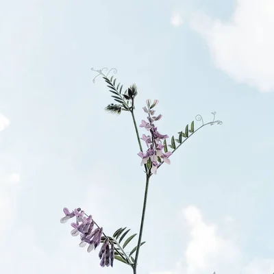 purple wildflower stem against cloudy sky
