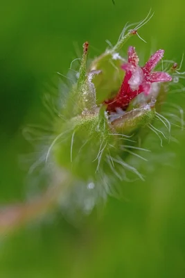 small pink flower with wispy green sepals