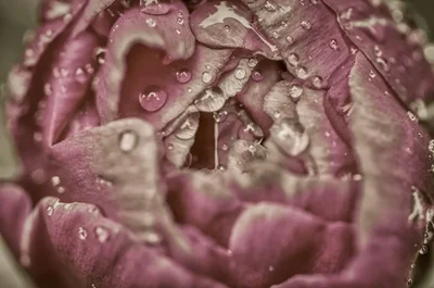 wilted purple flower petals with water droplets