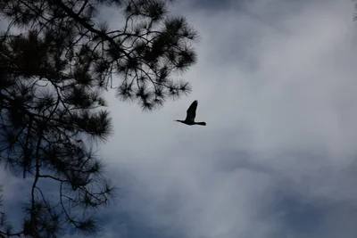 bird flying past pine branches against cloudy sky