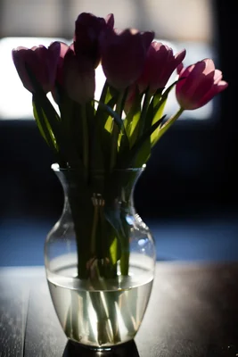 purple tulips in glass vase backlit