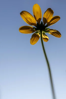 yellow flower backlit against blue sky