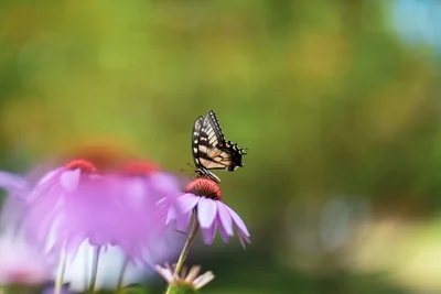 butterfly perched on purple coneflower petals