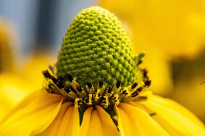 yellow coneflower with green center cone developing