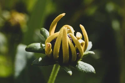 yellow flower bud opening with curved petals