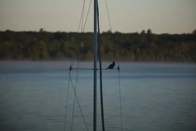 bird perched on sailboat rigging at dusk