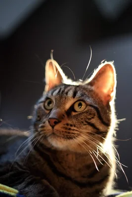 tabby cat looking upward with backlit fur