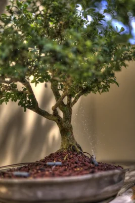 small bonsai tree being watered in pot