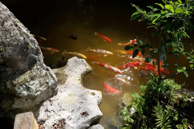 koi fish swimming in garden pond
