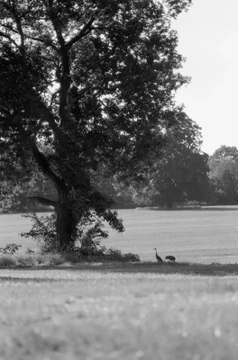 solitary bird beneath tree in park landscape