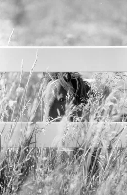 horse grazing in tall grass field