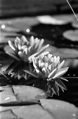 water lilies floating on pond surface