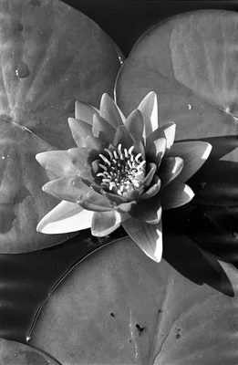 water lily bloom floating on pond surface