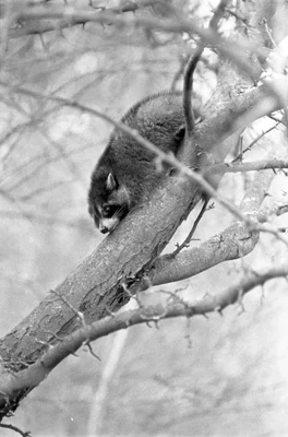 small furry animal climbing tree branch