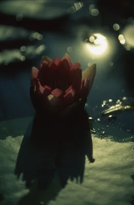 pink lotus flower underwater with sunlight