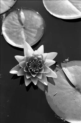 water lily floating among lily pads