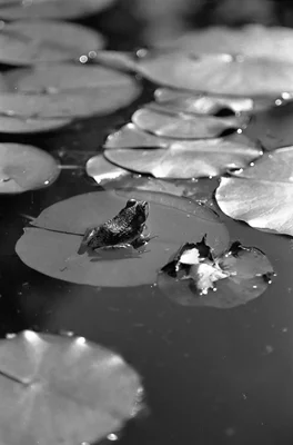 frog sits on lily pad in pond