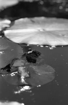 frog floating in dark water near lily pad