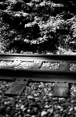 railroad tracks through wooded area