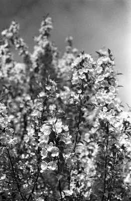 tall flowering plants against clear sky