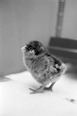 small fluffy chick standing on surface