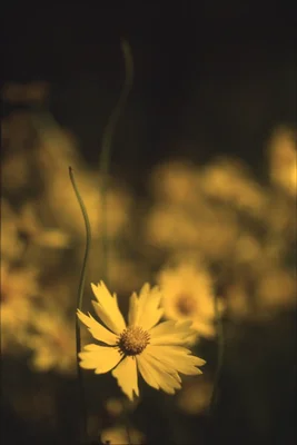 yellow wildflower in soft focus field