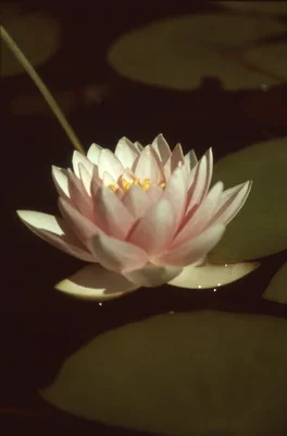 pink water lily floating on dark pond