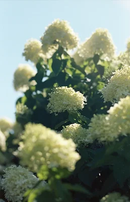 white hydrangea blooms in soft sunlight