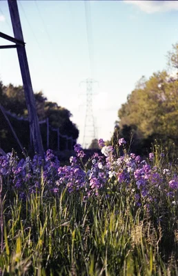 wildflowers beneath power lines in evening light