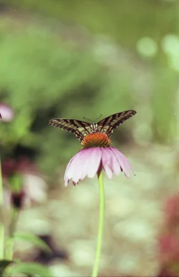 butterfly perched on purple coneflower
