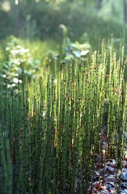 tall green horsetail stems in natural garden