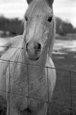 white horse behind wire fence looking forward