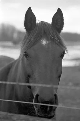 horse portrait behind fence looking forward
