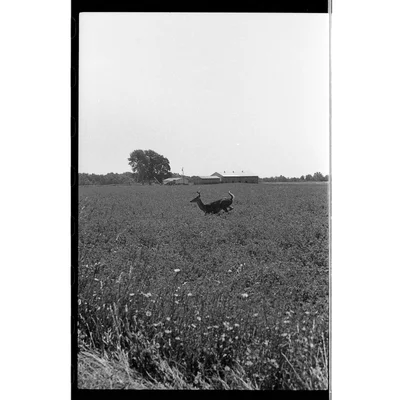 deer leaping through rural farmland field