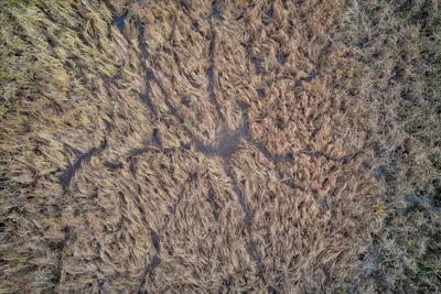 windswept grasses bent in flowing patterns